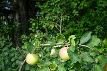Two ripe apples on a branch. Bright green summer garden. Close-up, natural wallpaper