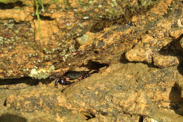 Cangrejillo de la ria