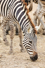 Fototapeta na wymiar zebras standing and looking down on the field to find something to eat in the yard 