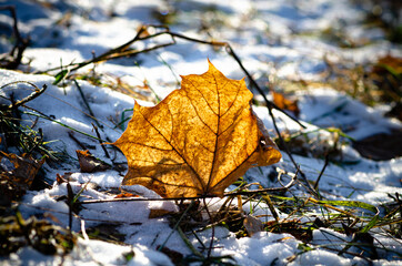 A fallen autumn yellow leaf and the first snow in the sunlight. Season. Dry maple leaf.