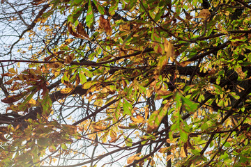 La t&ecirc;te en l'air en automne