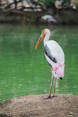 painted stork (mycteria leucocephala) A birds perched on the trees