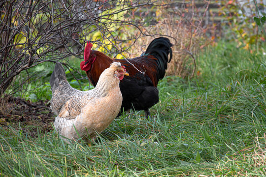 Rooster and hen for a walk, maran breed walking in a green garden
