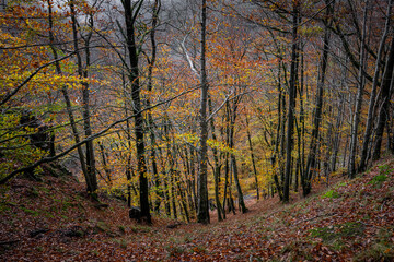 A beautiful view of a colourful autumn forest. Picture from Soderasen national park in Scania county, southern Sweden