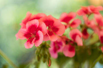 Pink flowers with a red center