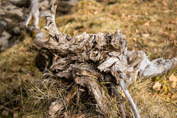 Old tree trunk. Dead tree. Stump.