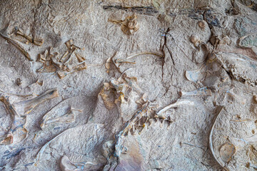 Petrified dinosaur bones in the Dinosaur National Monument, Utah, USA.
