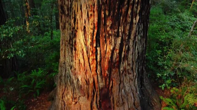 Climbing up a giant redwood tree