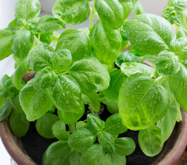 Growing vegetables on the windowsill, home gardening. Green Basil leaves. Aromatic herbs.
