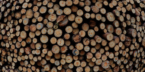 Background texture made of timber logs on stock. Blue stain lumber defect in pine wood visible. Forestry.