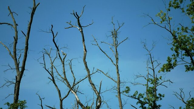 Drought dry branches tree dead lack of groundwater floodplain forest wood without leaves leaf with oaks Quercus robur common oak pedunculate European English wetland, plant vegetation rot decay
