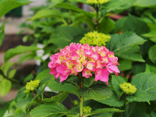 Red hydrangea buds are blooming in the garden.