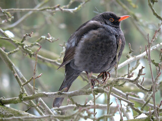 blackbird on a branch