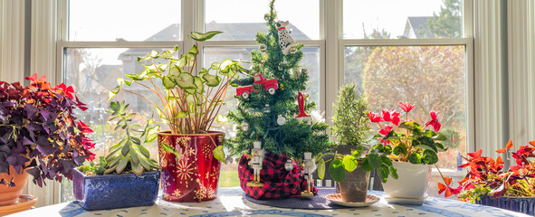 Fototapeta na wymiar Sunlight pours into the kitchen with lots of white windows highlighting the succulents, caladium, lavender, shamrocks, and small Christmas tree