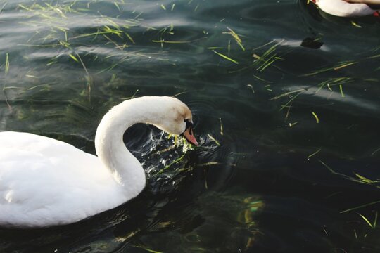 High Angle View Of Swan Floating On Lake