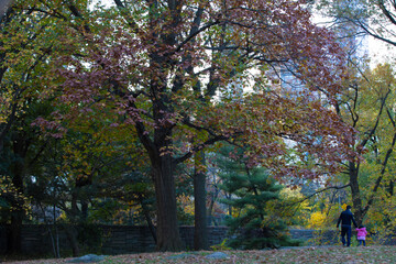 NYC Central Park