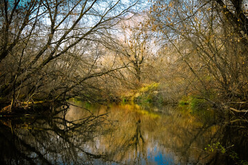 Obraz premium Yellow autumn trees along the river and reflection in the water. Landscape-a quiet backwater, a river in the forest. Seasons, autumn in the forest.