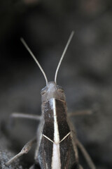 grasshopper, jump, grass, insect, foot, animals, pests, garden, fly, close, head, antenna, bug, locusts, crickets, isolated, insect world, orthoptera, environment, eyes, alien, insects, single, crops 