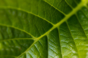 A green leaf with lines