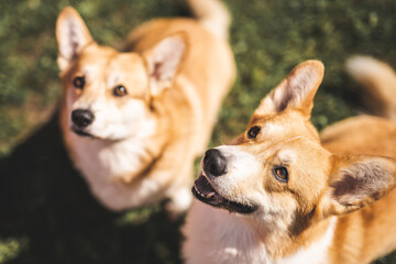 portrait of a dogs Welsh Corgis
