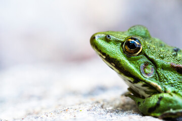 Lithobates clamitans, a close up of a green frog on a rock enjoying life