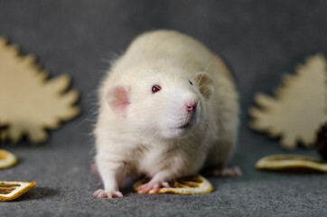 White rat in christmas trees, orange slices and cones on gray background, healthy food and nutrition concept