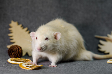 White rat in christmas trees, orange slices and cones on gray background, healthy food and nutrition concept