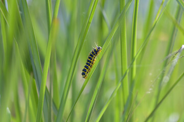 yellow and black caterpillar on a green grass leaf as camouflage on green background