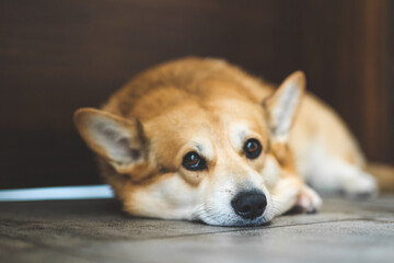 portrait of a dog Welsh Corgi 