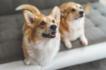 portrait of a dogs Welsh Corgis