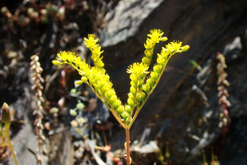 Pale Stonecrop (Petrosedum sediforme)