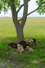 Several black and white sheep are lying under the tree canopy