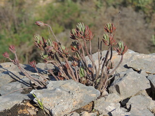 Pale Stonecrop (Petrosedum sediforme)