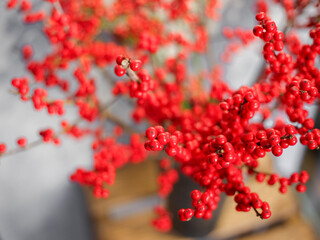 Christmas branch with red berries. ilex flowers.