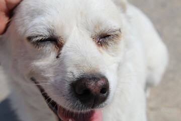 white dog portrait