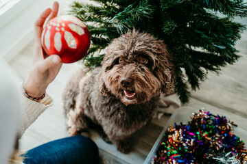 .Young woman decorating her Christmas tree while her cute brown dog helps her. Christmas time.