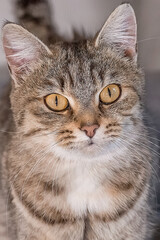 Portrait of a cute gray tabby cat. World Pet Day. World Cat Day