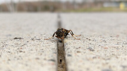 ant on the ground