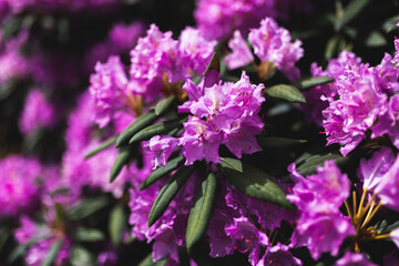 close up of a purple flower