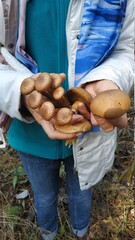 mushrooms in hands