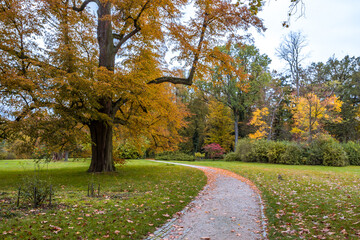 Autumn trees alley with colorful leaves in the park