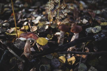 Mushroom -Boletus edulis in the forest. Germany forest.