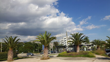 Fototapeta premium palm trees on the beach