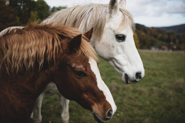 Portrait of two different horses in the field.