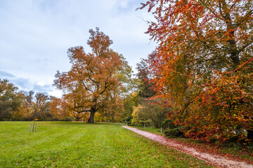 Autumn trees alley with colorful leaves in the park