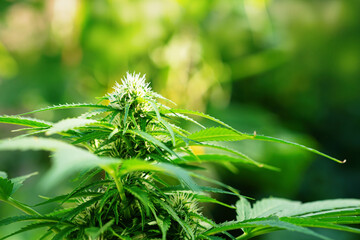 Ripe cannabis plant - Northern Light. Blooming female marijuana flower and leaves growing in homemade garden. Deep depth of field and blurred background.  Hemp Illuminated by sunlight. Close-up
