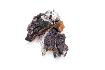 Chaga birch on a white background. Collection of medicinal raw materials