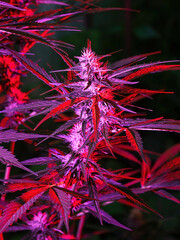 Ripe cannabis plant - Northern Light. Hemp illuminated by psychedelic color light for hallucination effect. Blooming female marijuana bud colas flowers and visible developing pistils and trichomes.