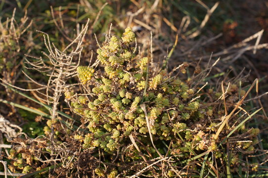 Stonecrop (Sedum brevifolium)