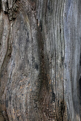 The bark texture of the old Sophora tree